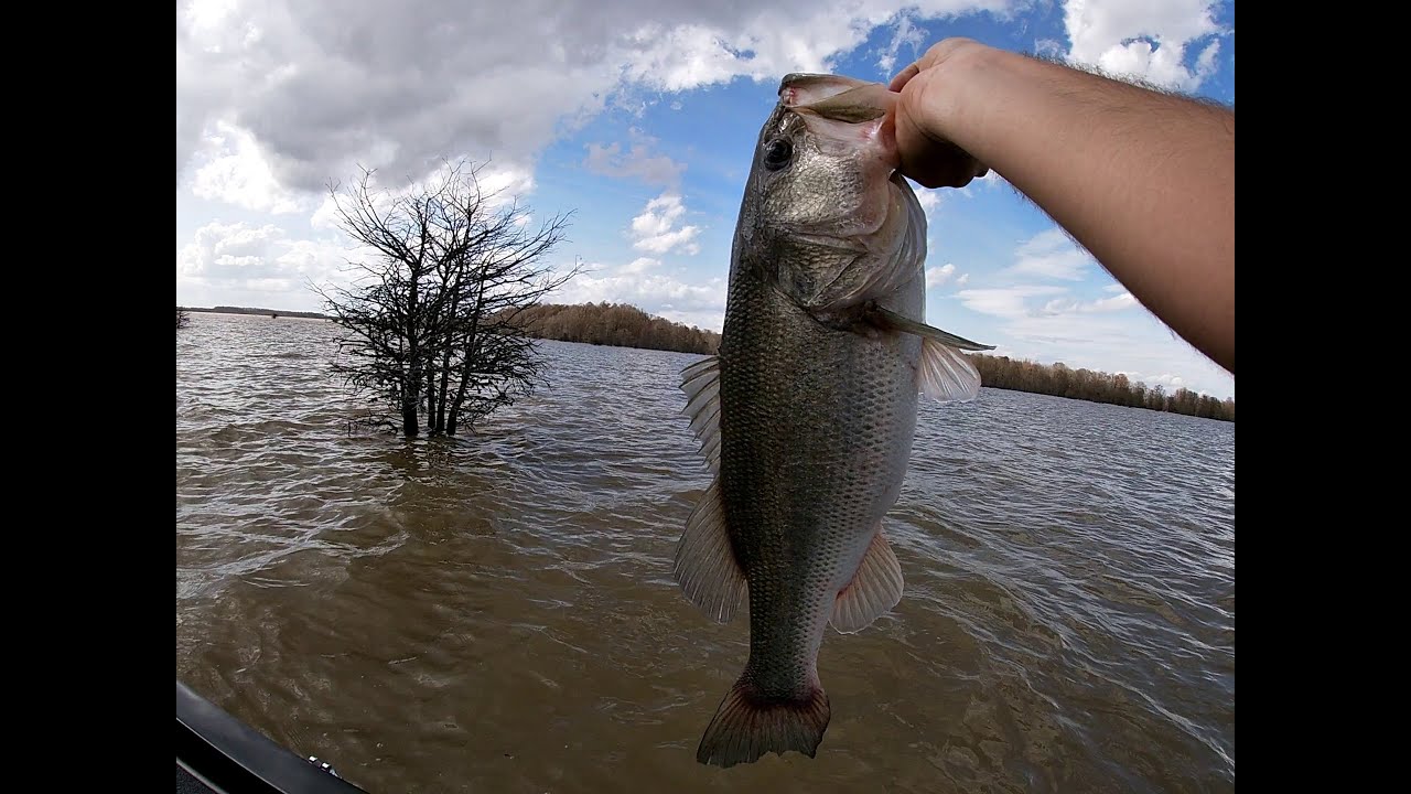6lb+ Santee Pre-spawn Hammer
