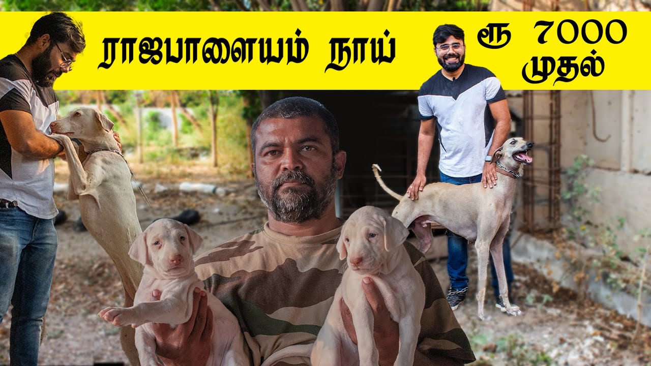 Rajapalayam ராஜபாளையம் Dogs | Puppies sale | Best Rajapalayam Kennel | Old Lineage