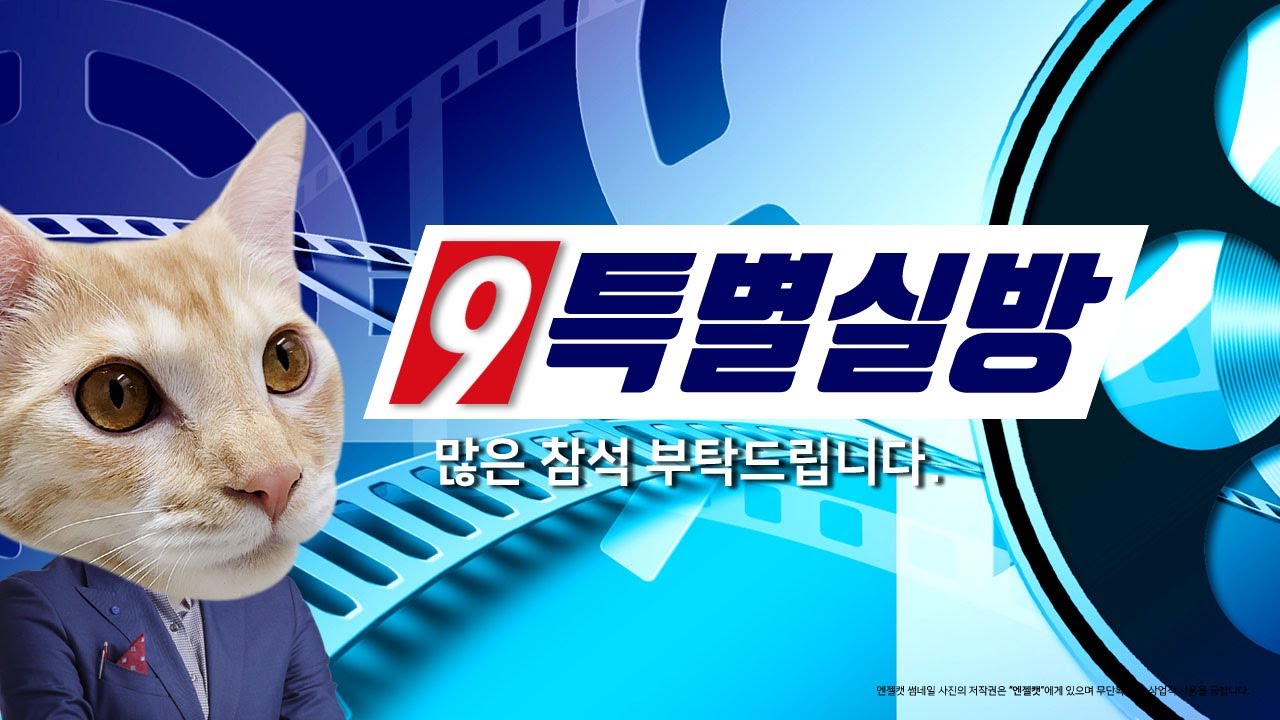 울산의 출산드라 고양이 오드아이 구조 실방