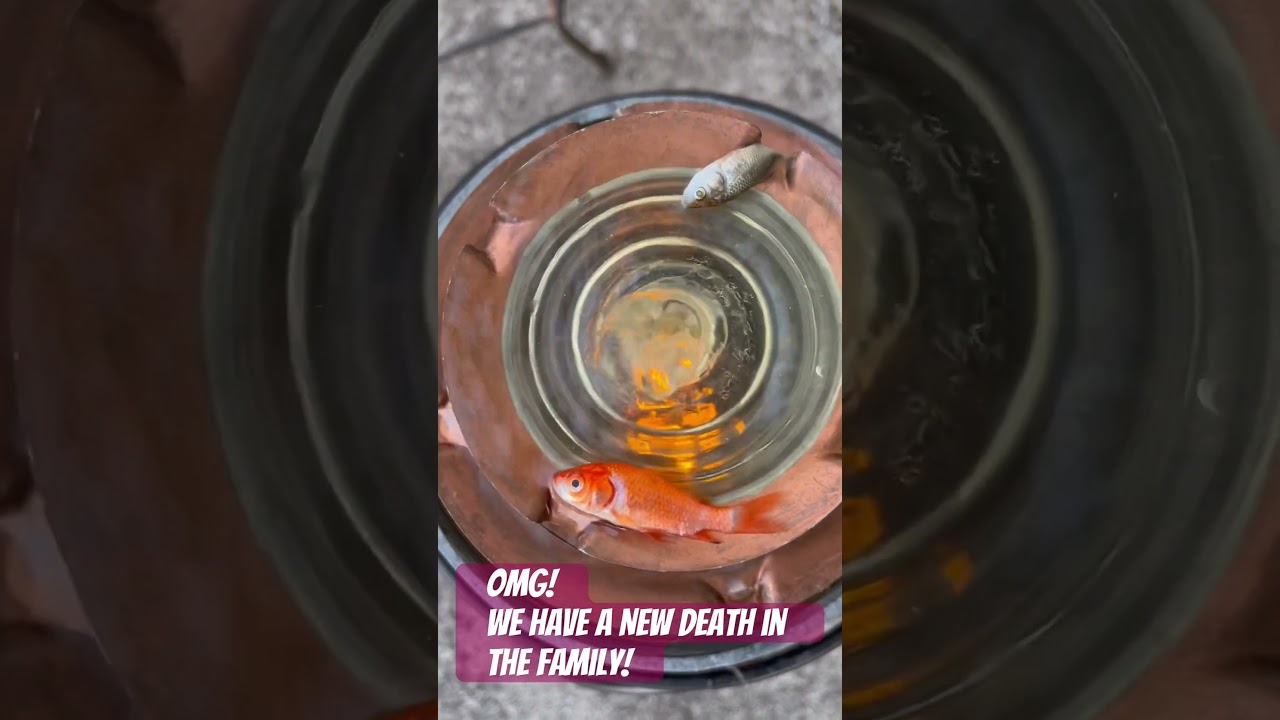 Death in the family- sad day - June 29th 2023 ;(