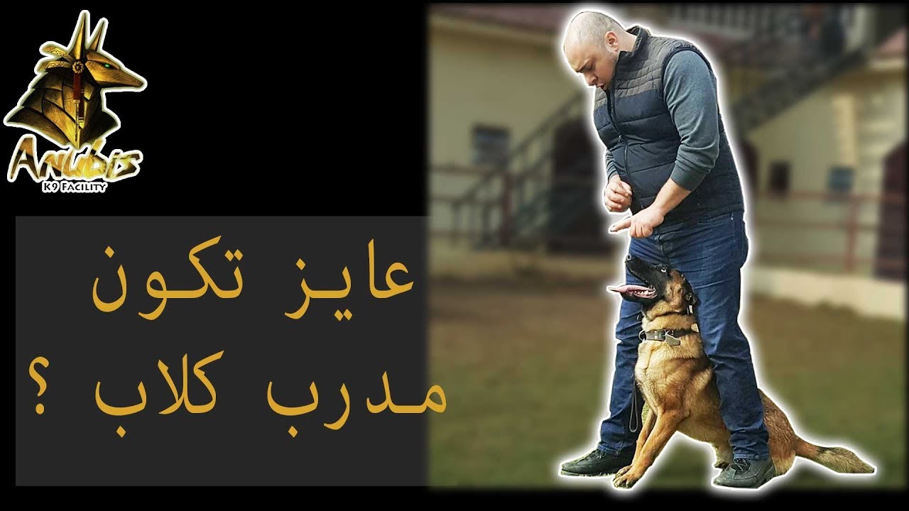 مين احسن واحد يدربلك كلبك ؟ و فين تتعلم تدريب الكلاب ؟