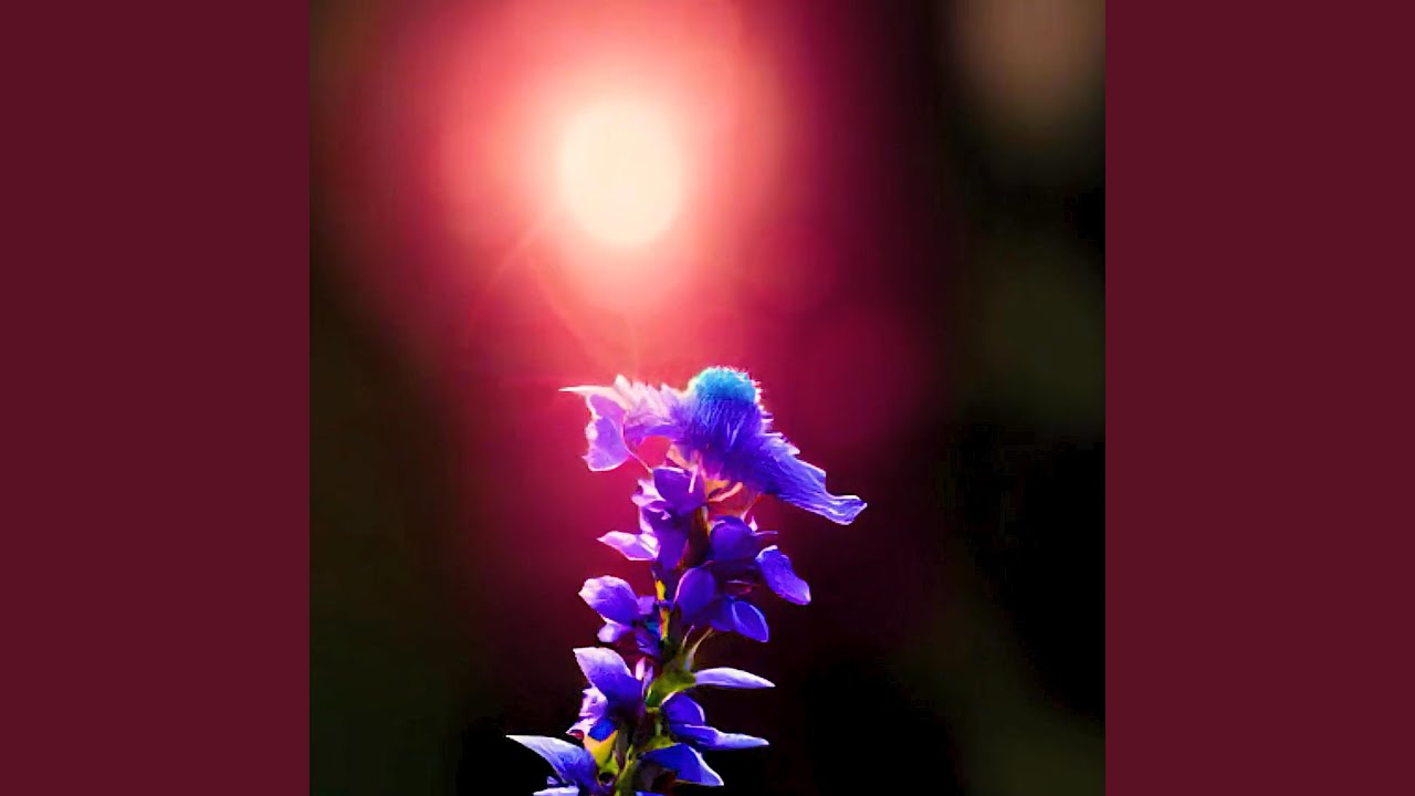 Bloom