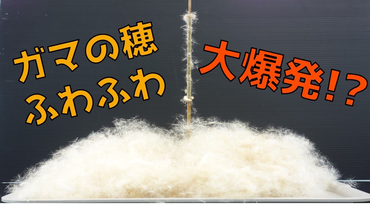 ガマの穂ふわふわ大爆発！？