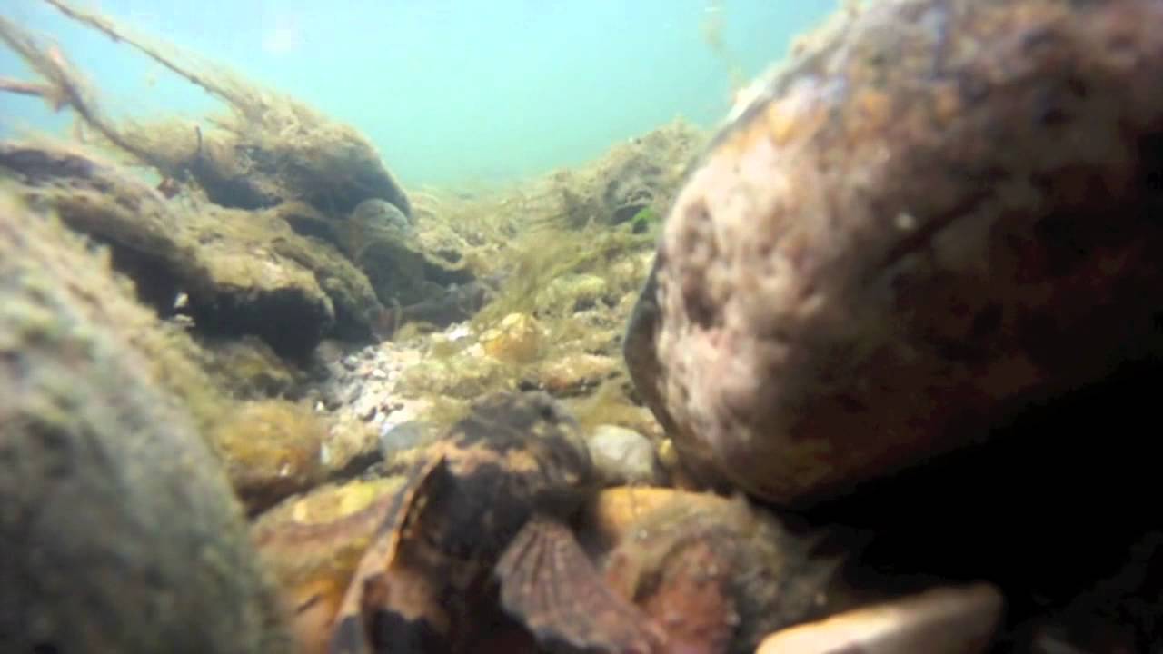 The UK's Mini Freshwater Fish