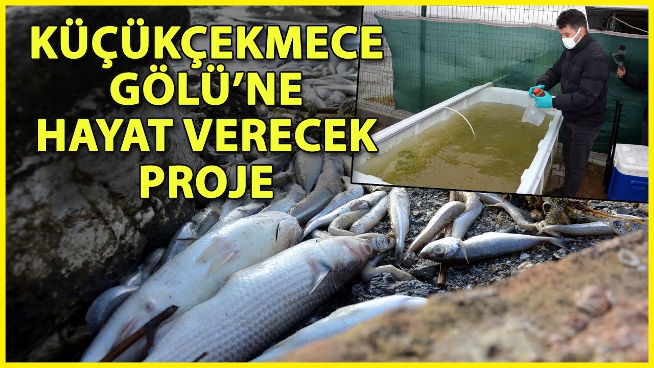 'Can Çekişen' Küçükçekmece Gölü için 'Bakterili Kurtarma Projesi'