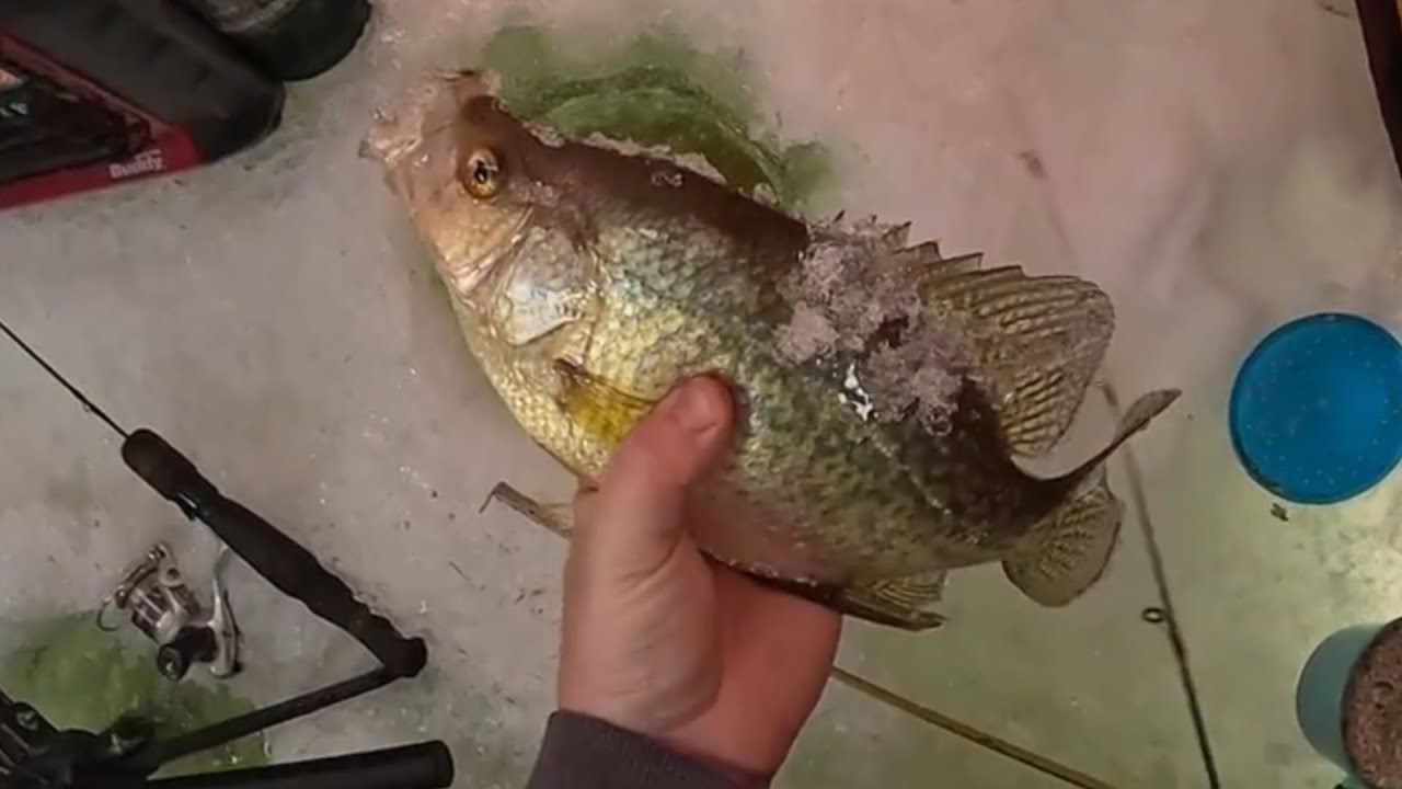 Giant Crappies - Giant Bluegill - Compilation - All Caught This Season