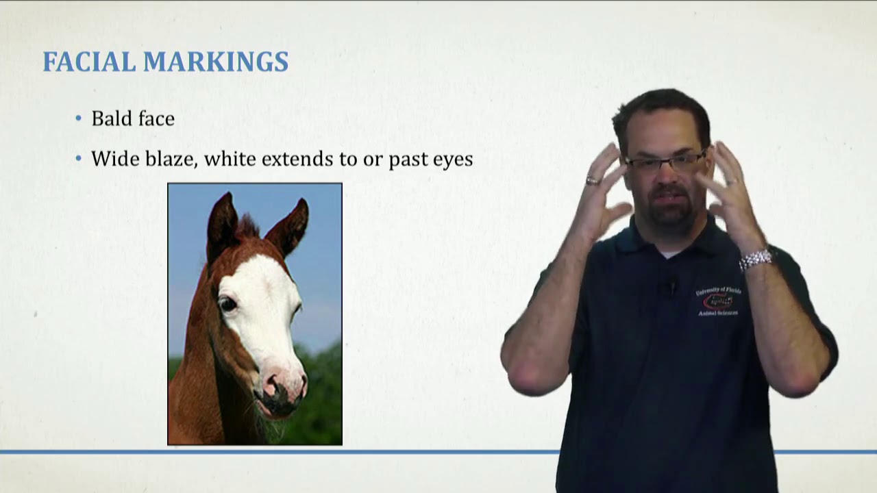 Coat Markings - The Horse Course: Introduction to Basic Care and Management