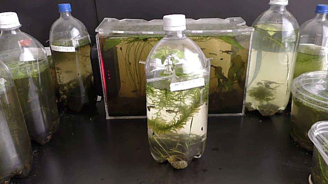 Growing Herbs in Aquarium