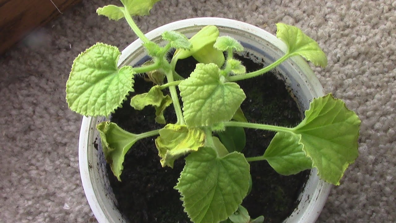 Grow Box update #3 #AZVlogger [Day 143 ] #LifeInAZ