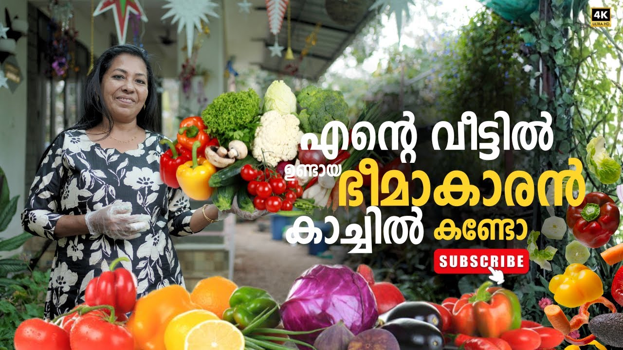 എന്റെ വീട്ടിൽ ഉണ്ടായ ഭീമാകാരൻ കാച്ചിൽ കണ്ടോ | Shanty's Garden