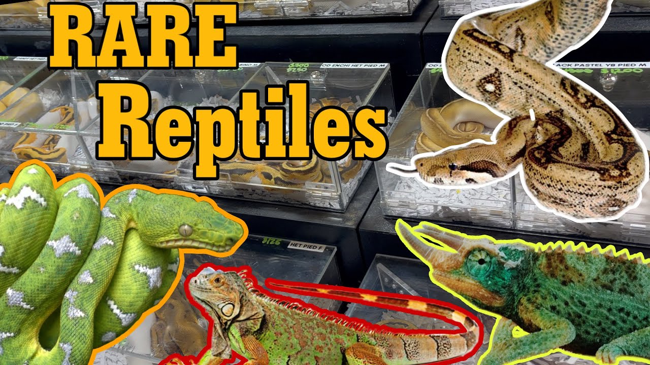 Выставка рептилий REPTICON во Флориде! (Редкие/дорогие змеи)