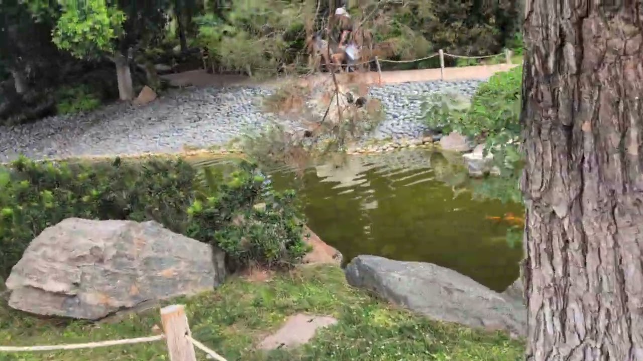 Koi Pond Japanese Garden Phoenix Arizona 