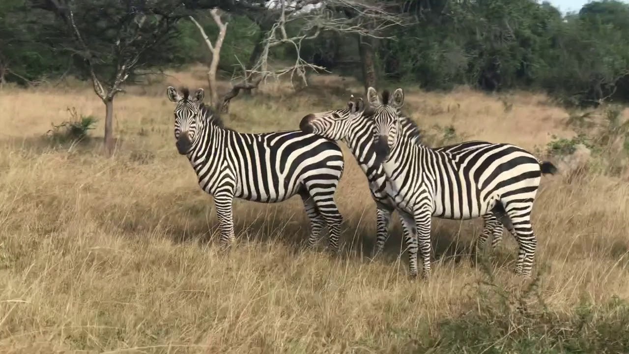 Zebra Crossing