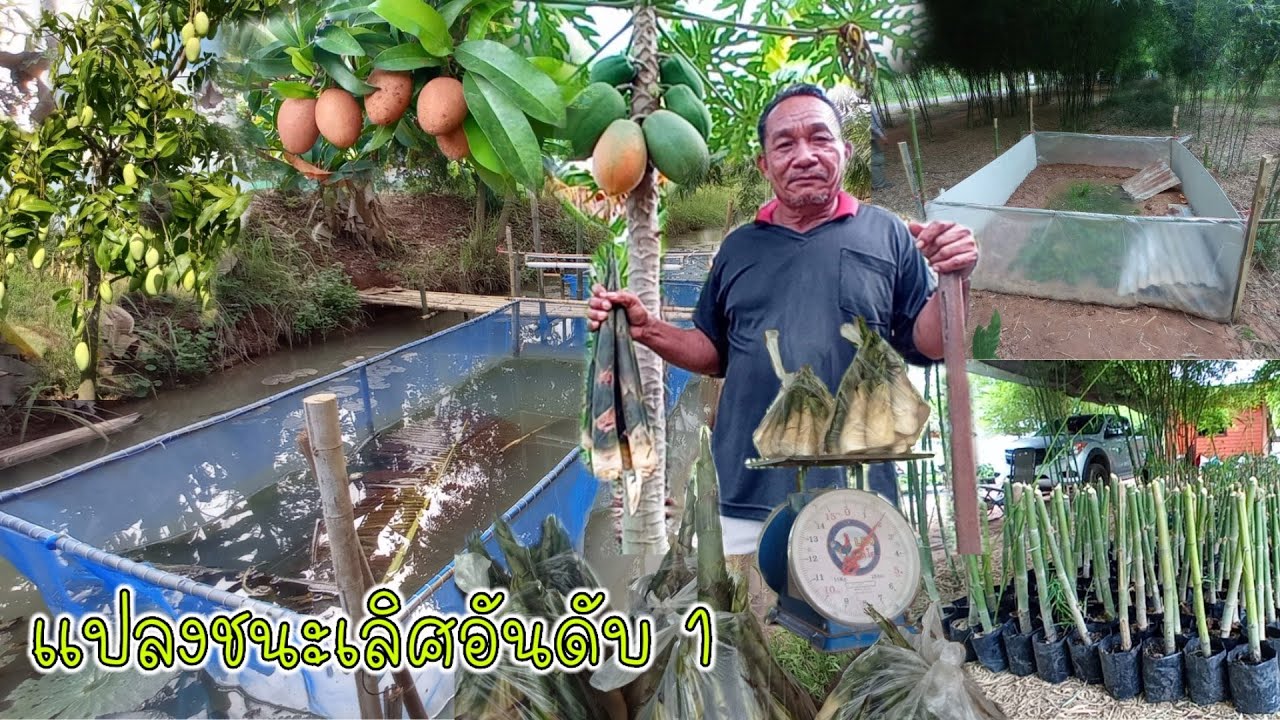 แปลงไร่นาสวนผสมชนะเลิศอันดับ 1 ปี64 จ.หนองบัวลำภู มีทุกอย่างผสมผสานสุดๆ!!!