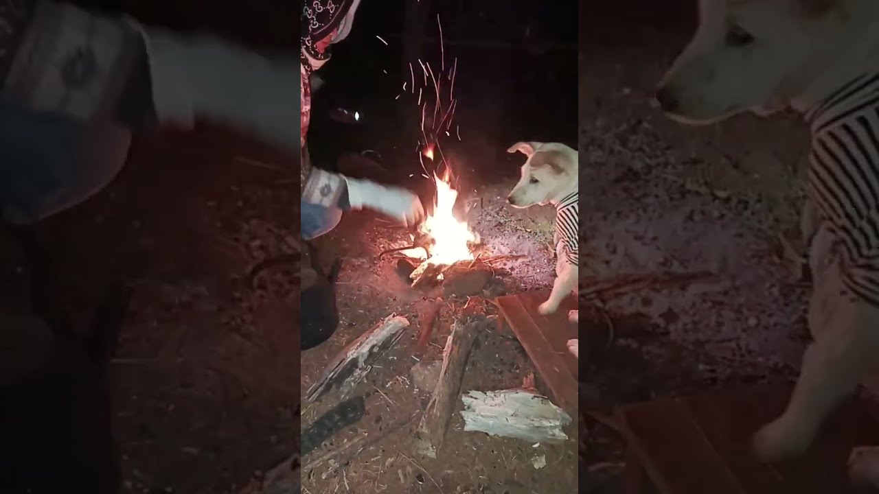How I Take Care of My Pets During the Cold Season (Monkey, Cat,