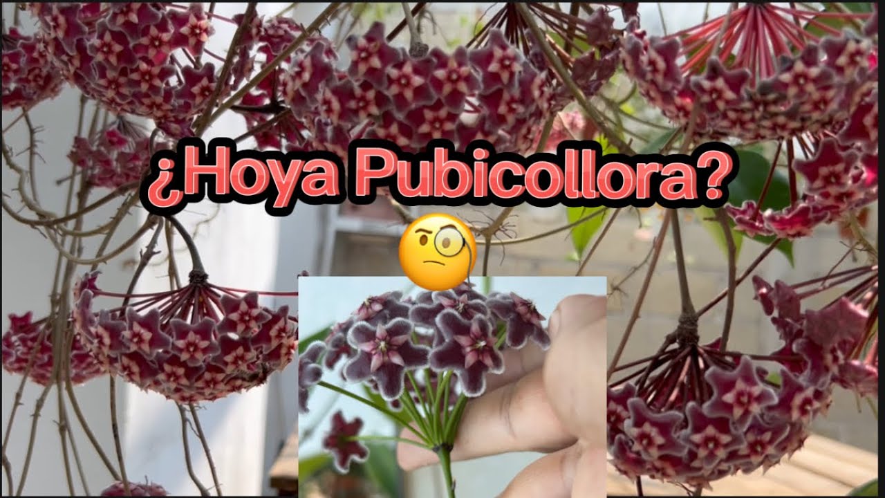 Hoya pubicalix.🥰 Una flor de cera, en muchas variedades y tonalidades.