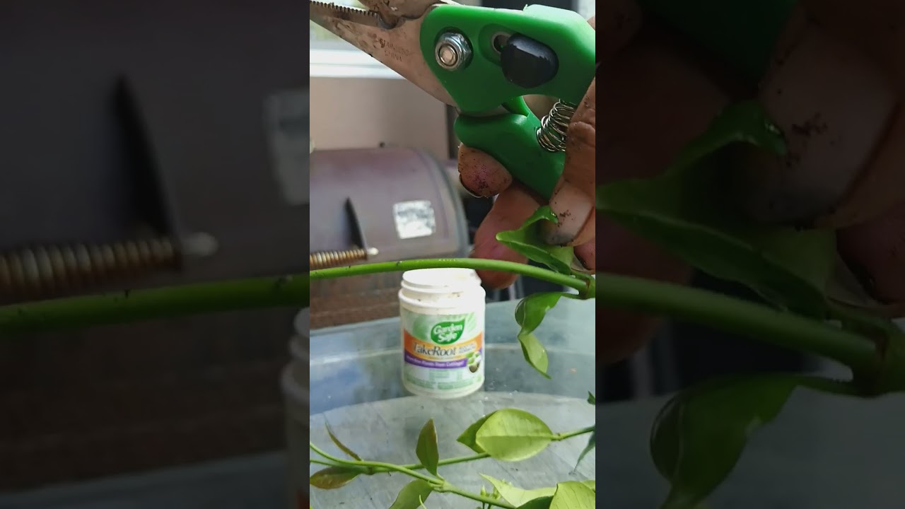 Propagating Confederate (star)Jasmine from cuttings