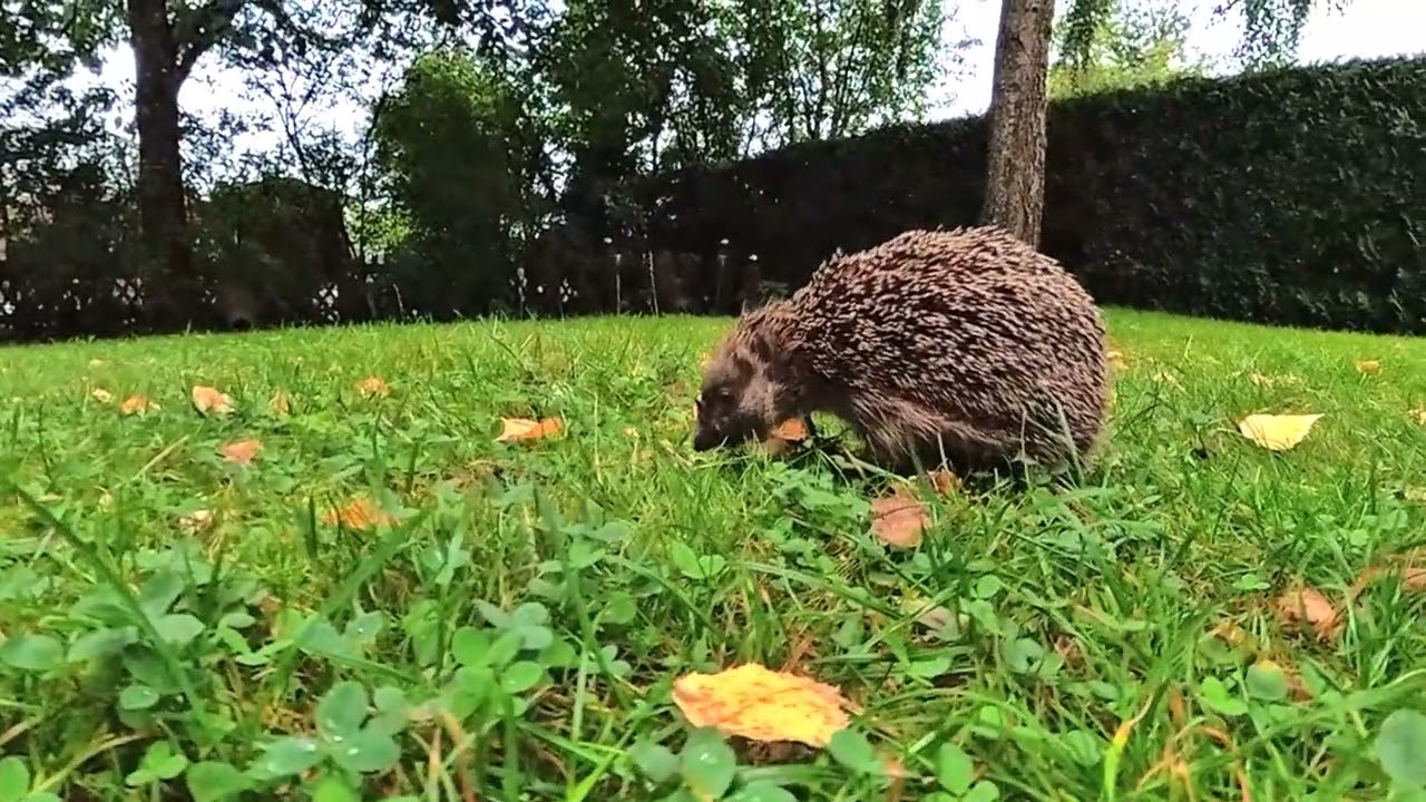 Igel Diddi