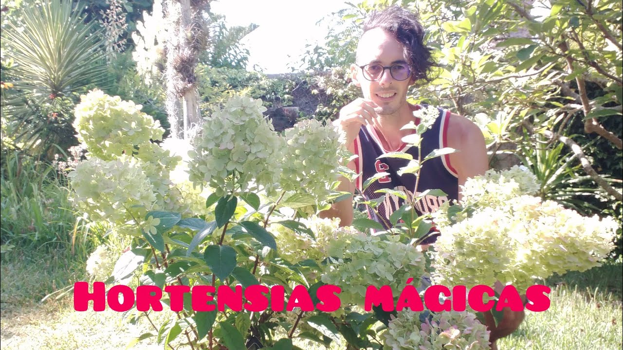 El mundo de las hortensias.