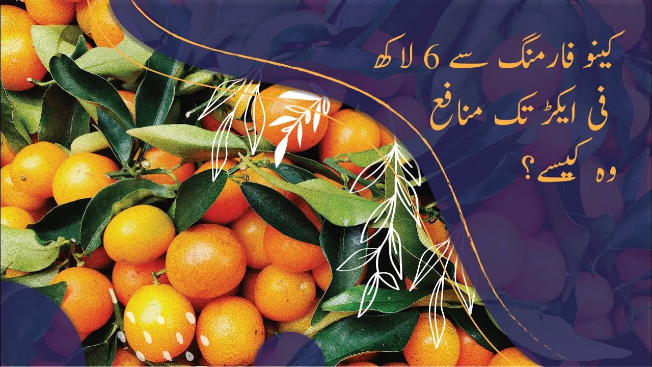 Citrus High Density Farming in Pakistan - Profit 6 lakh/Acre (Part 1)