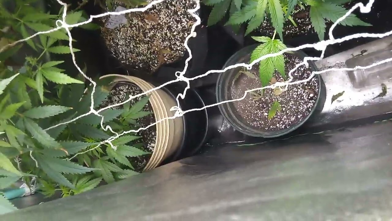 Alien technology cannabis, my genetics purple, homegrown cannabis Co seeds