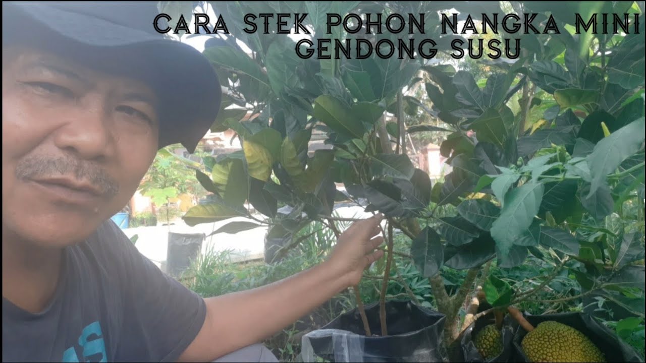 TUTORIAL STEK SUSU GENDONG NANGKA AGAR LANGSUNG BERBUAH!!!