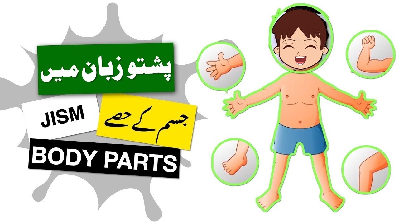 310 - Parts Of Body in Pashto Language - جسم کے حصے |Local Pashto Jism ke hisay