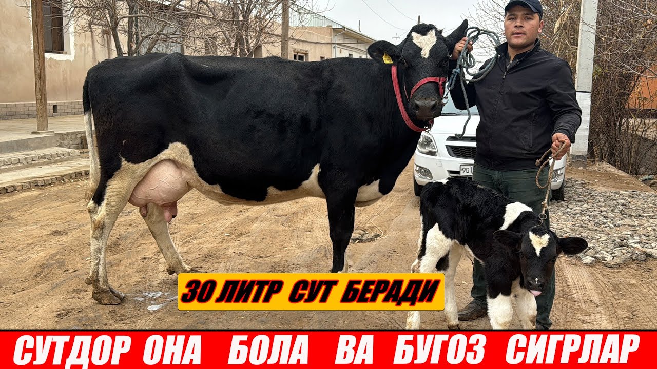 СУТДОР  ОНА  БОЛА  ВА БУГОЗ  СИГРЛАР  ЗУРЛАРИДАН