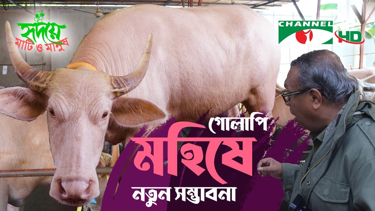 আলবিনো বাফেলো বা গোলাপি মহিষে স্বপ্ন দেখছেন খামারি | Shykh Seraj | Channel i |