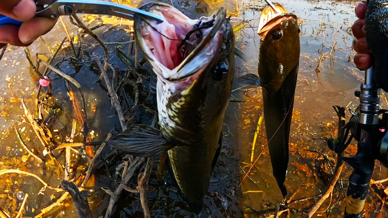 Snakehead fishing, one day catching only one big fish.