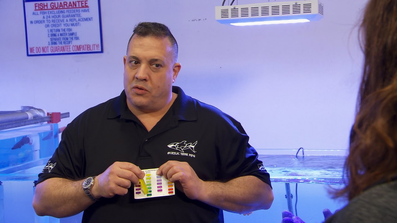 How To Care For Your Saltwater Aquarium | Tanked
