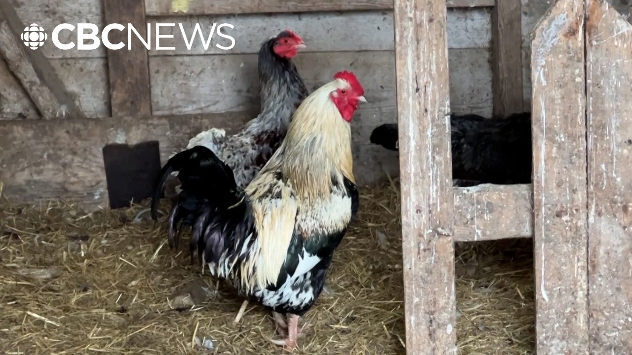How U.S. bird flu is impacting Canadian farmers