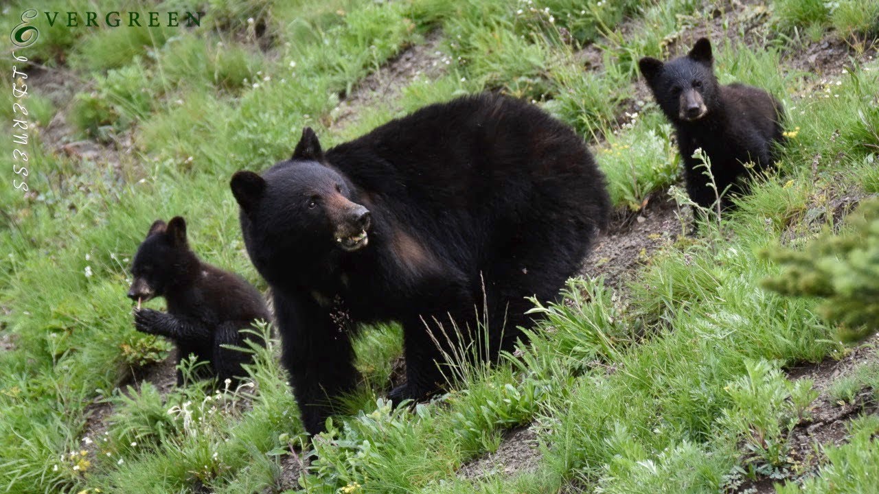Black Bear with Cubs | Hurricane Ridge