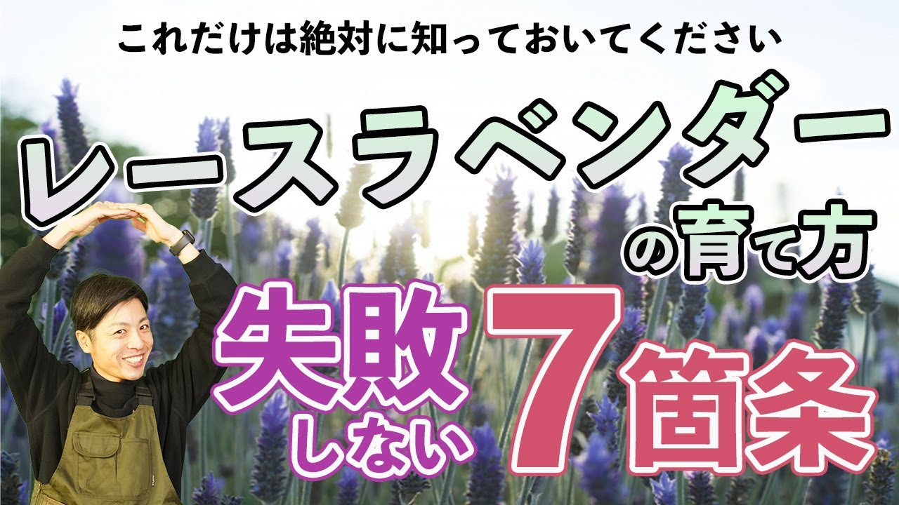 【もう枯らさない】寒さに弱いレースラベンダー、失敗しない育て方を７つのポイントにまとめて解説します。