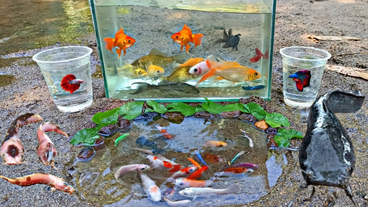 Wow! Tangkap Ikan Hias warna warni di Sungai, Ada Ikan Cupang, Ikan Lele Albino, Ikan Koi, Ikan Mas