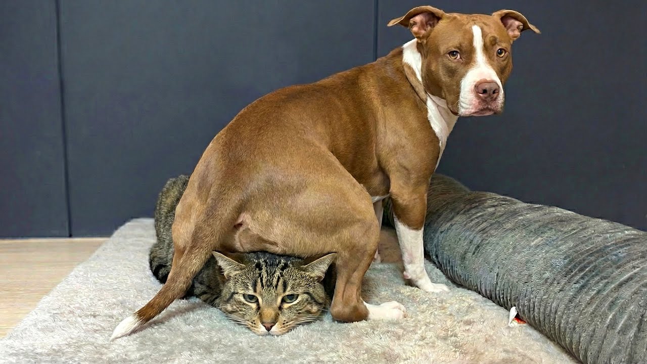 The Funniest Animal Videos Compilation! 😹🐶 Cat and Dog Videos That Don't Disappoint You