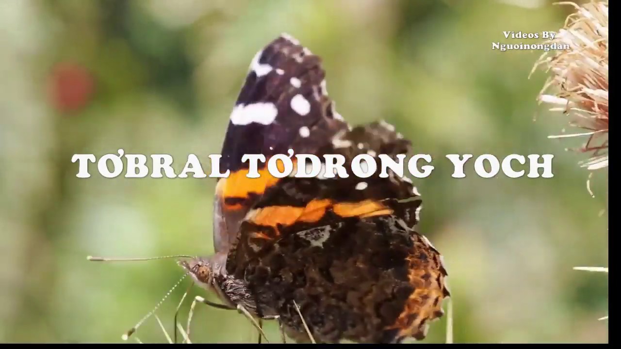 Tơbral tơdrong yoch (TC Bahnar)