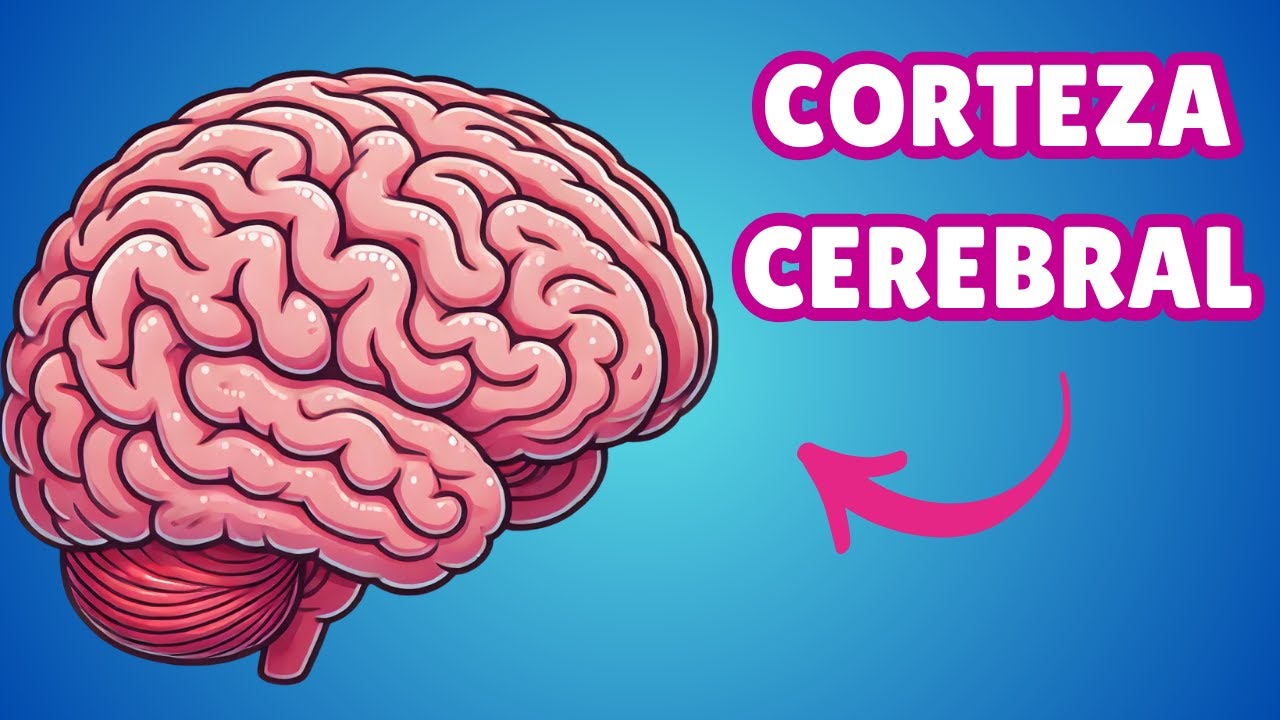¿Qué Hace la Corteza Cerebral? Descubre el Centro del Conocimiento Humano