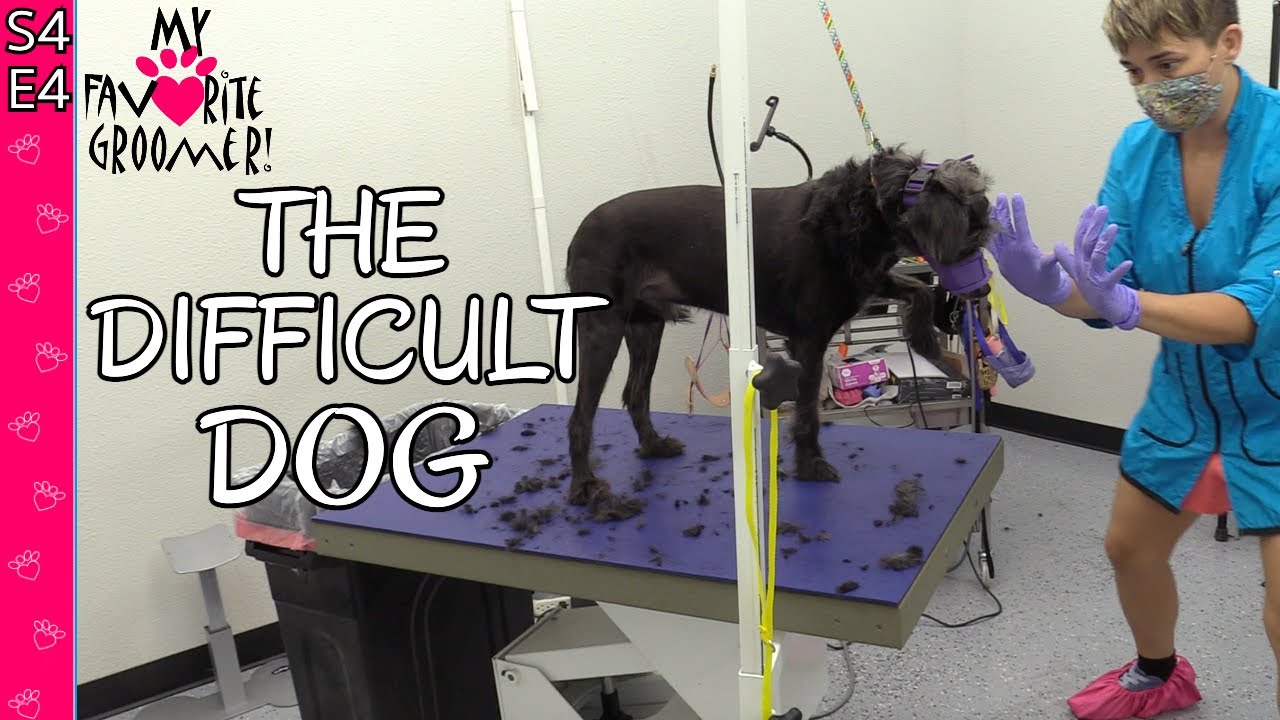 Grooming A Difficult Dog | Season 4 Episode 4