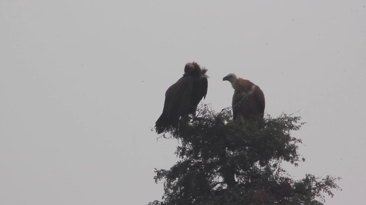Eurasian Griffon preening Cinereous Vulture
