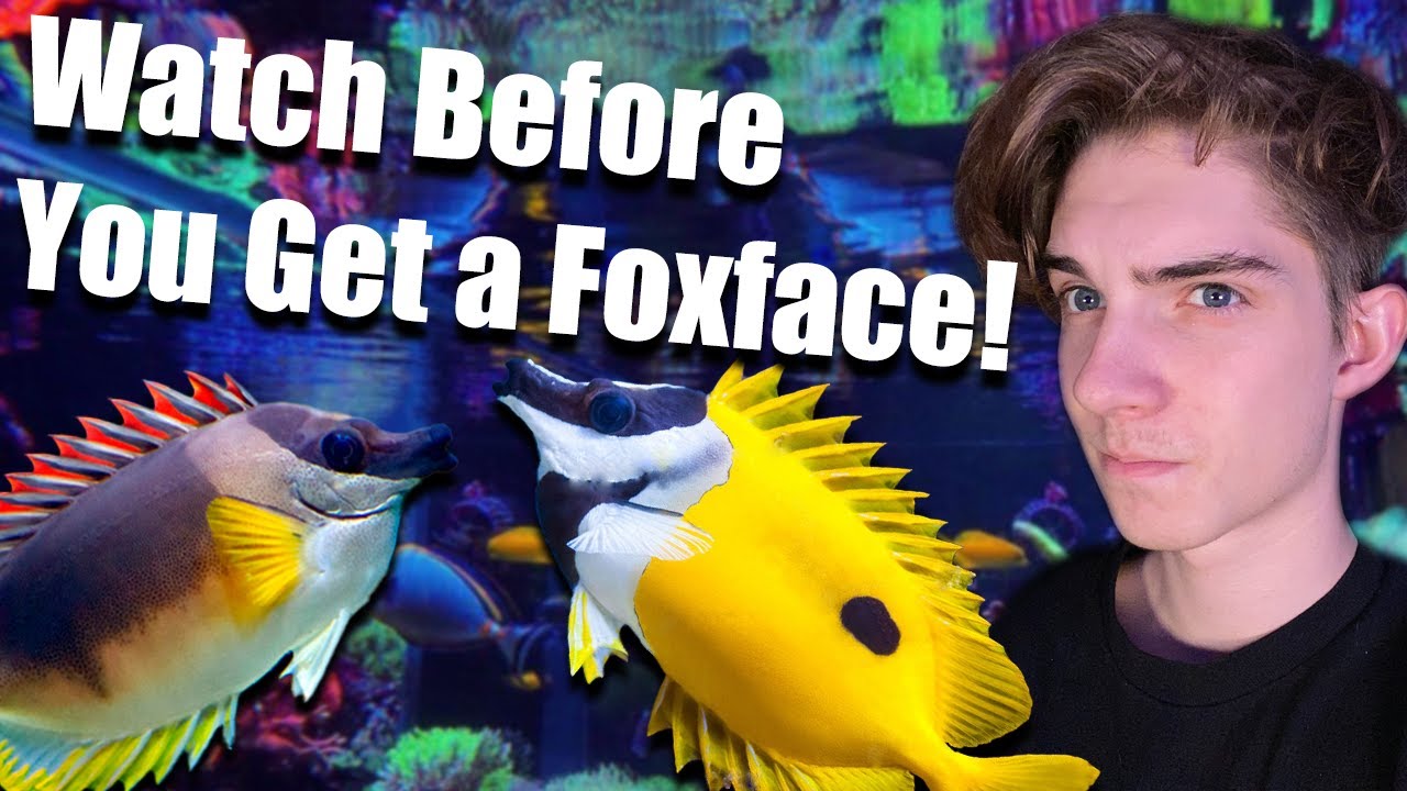 THE ULTIMATE GUIDE TO FOXFACE RABBIT FISH! *And new fish Fhillip the Foxface!*