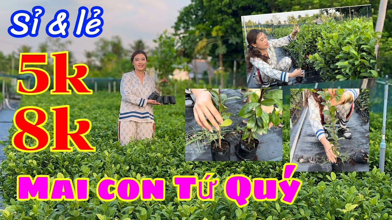 🍀☎️ 0328888307 THANH - Giao lưu  mai tứ quý con hàng cắt rễ