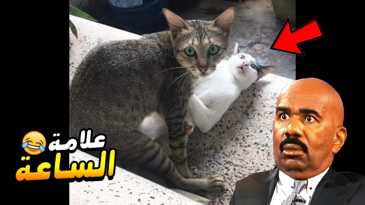 هذه الحيوانات خرجت عن السيطرة !