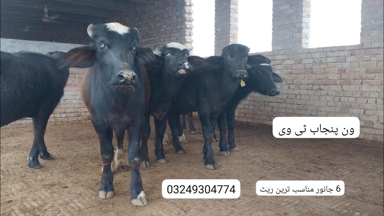 Watch pure Neeli buffalo for sale in Punjab Pakistan on YouTube.17..12..2025..03249304774