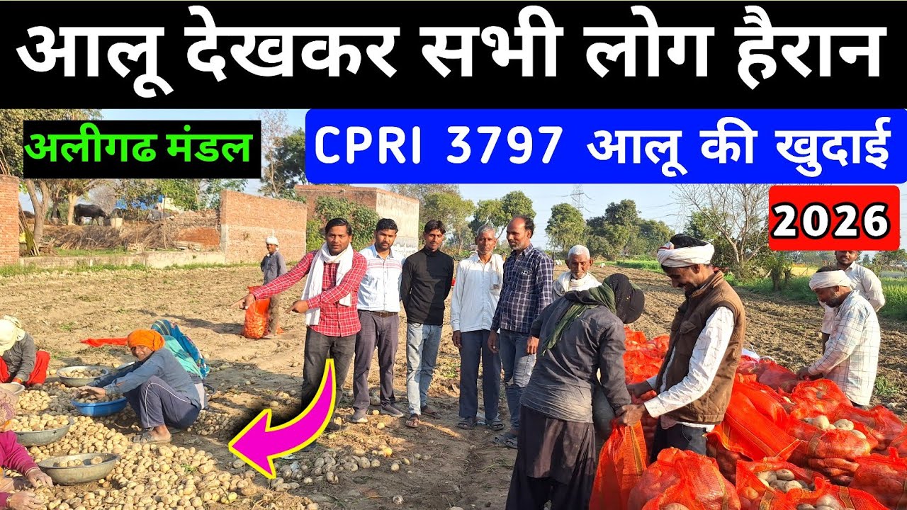 3797 आलू की खुदाई पैदावार बताओ | aalu ki kheti | real farmer education | potato farming 