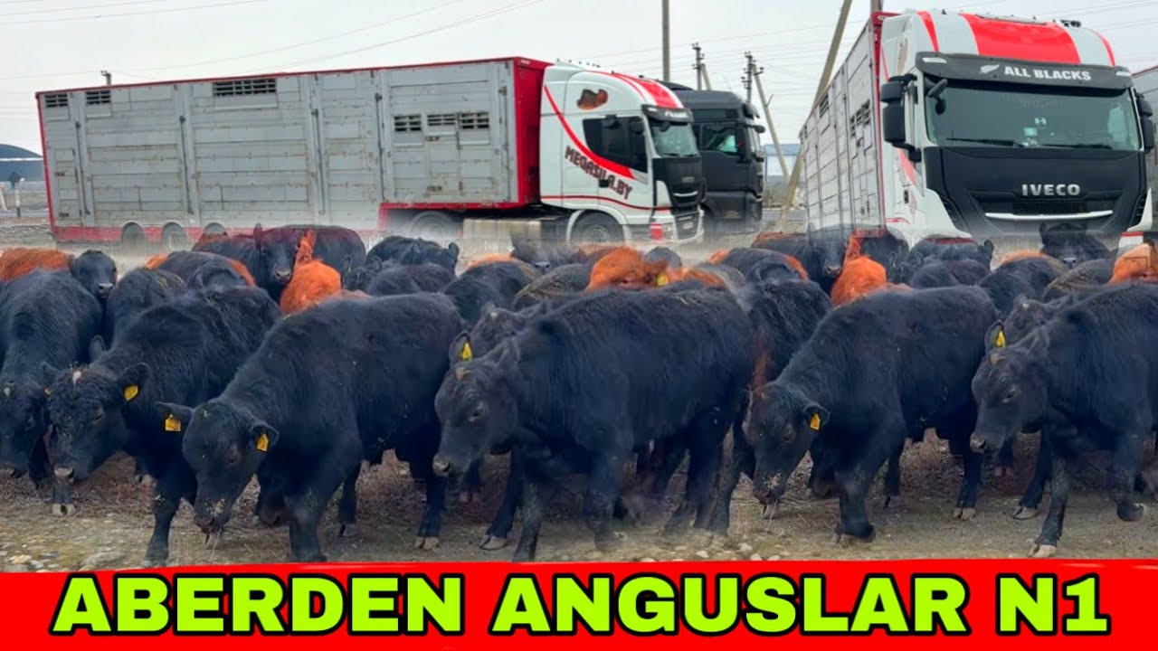 ABERDEN ANGUSLAR BELARUSIYA DAVLATIDAN KELDI N1 ✅✅✅30 января 2026 г.