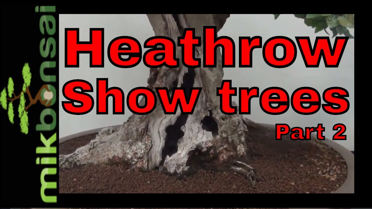 Heathrow bonsai show, My Selected Bonsai Show Trees part 2 | mikbonsai