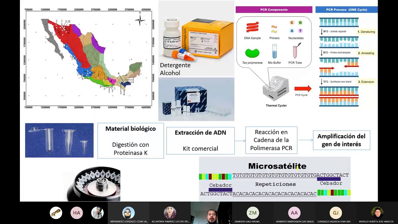 Análisis de datos de Microsatélites