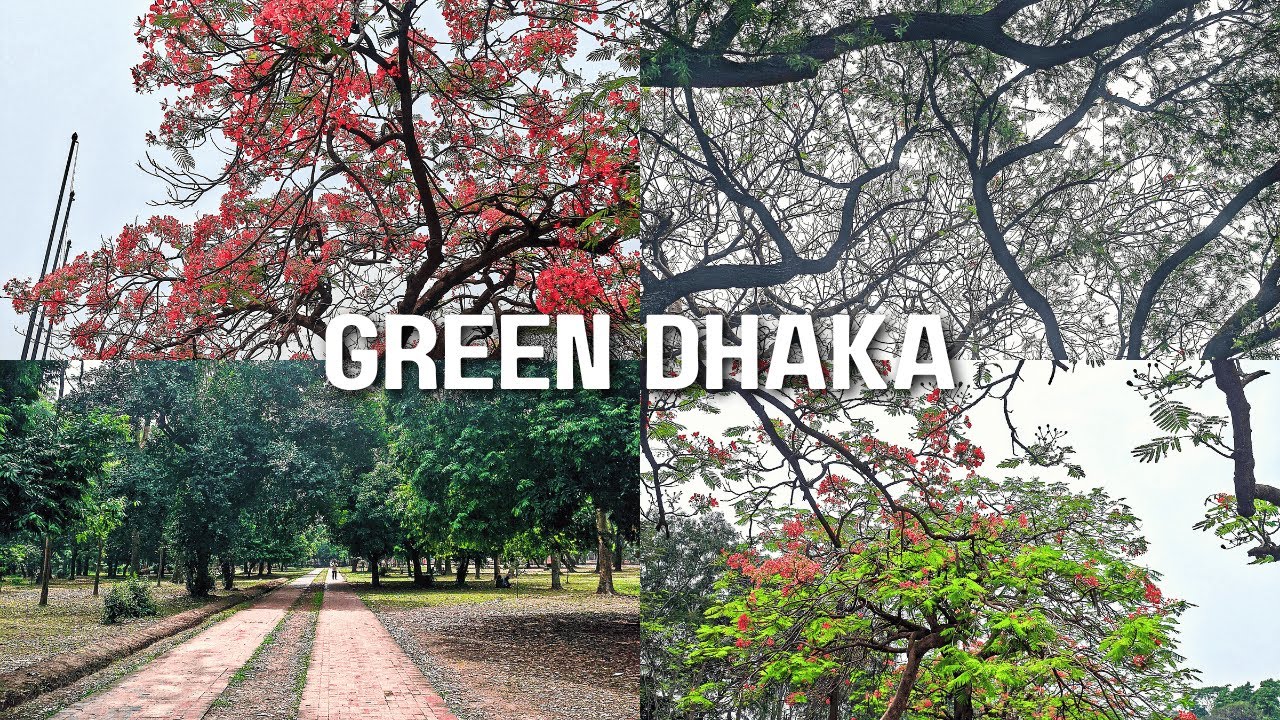 কৃষ্ণচূড়া ফুলে পরিপূর্ণ চন্দ্রিমা উদ্যান | Green side of DHAKA | Tazrians Mom Vlog
