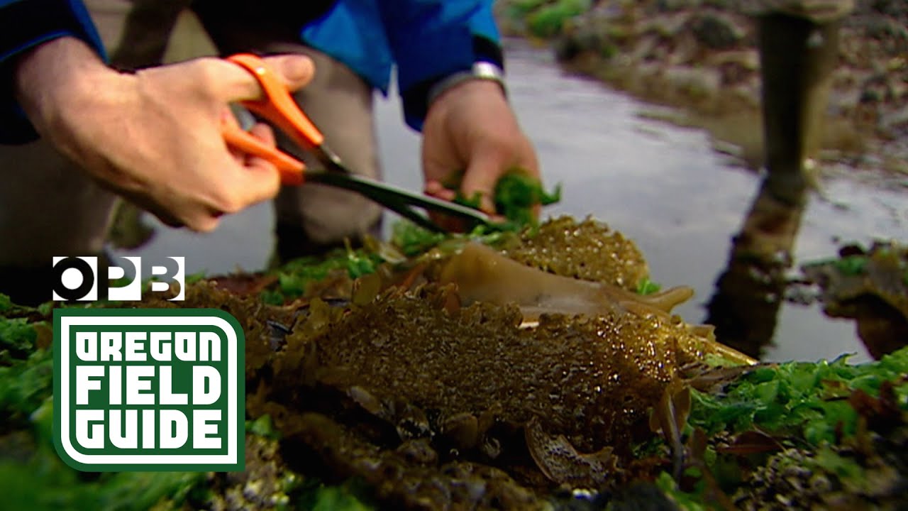 Wild foods and grocery shopping in the great outdoors | Oregon Field Guide from the OPB Archives